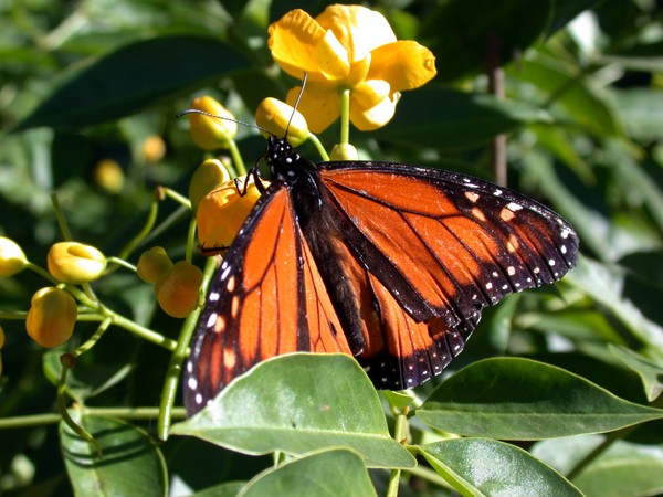 Butterfly